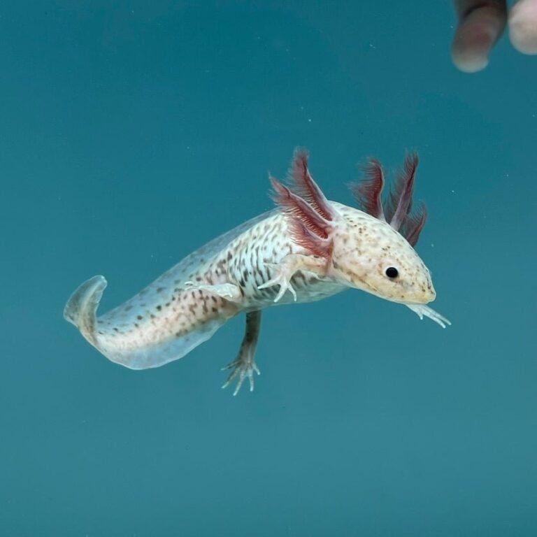 AxanthicCopperAxolotl