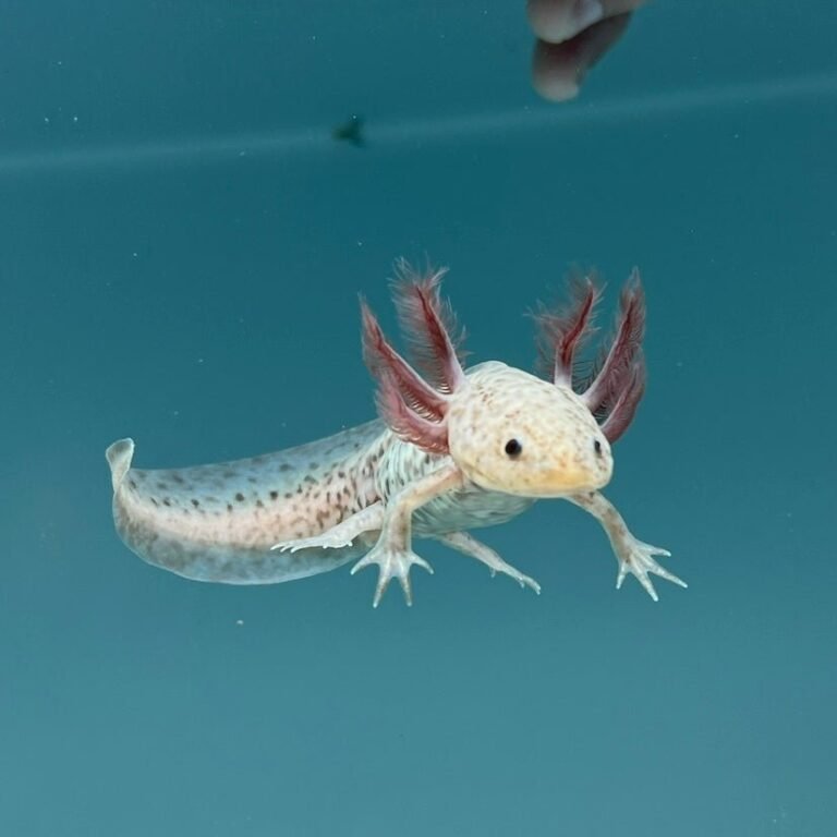 AxanthicCopperAxolotl 3