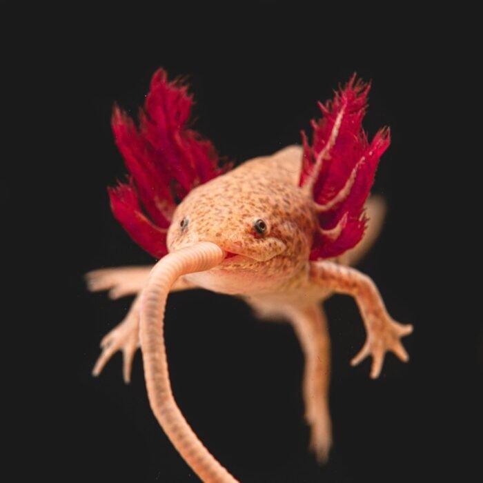 Axolotl Kaufen