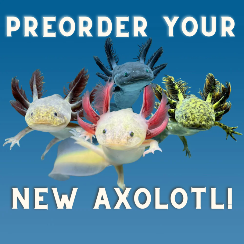 finalaxolotlpreorder