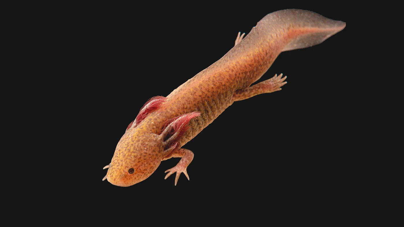 tub axolotl af9cf771 246c 4de7 9a0b f5f58da223f1